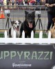 Puppyrazzi at the L.A. Premiere of FRANKENWEENIE | ©2012 Sue Schneider