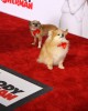 Dogs at the Holly-WOOF Premiere of Mr. Peabody and Sherman | ©2014 Sue Schneider