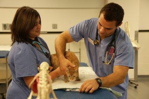  First year student Daniel Cimino learns how to auscult  (listen to the breathing patterns) of a in-house feline patient in VET SCHOOL - Season 1 | ©2015 National Geographic/Lisa Tanzer 