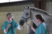 Vet professor Dr. McDaniels demonstrates how to examine a horse on VET SCHOOL | ©2015 National Geographic/Lisa Tanzer