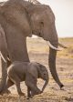 An African elephant calf walks amongst the herd in QUEENS | ©2024 National Geographic / Robbie Harman