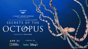SECRETS OF THE OCTOPUS Key Art | ©2024 National Geographic