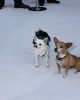 Chihuahuas from Disney's movies at the L.A. Premiere of FRANKENWEENIE | ©2012 Sue Schneider