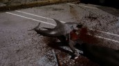 A gruesome sharknado attack in SHARKNADO | ©2013 Syfy