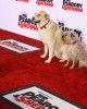 Dogs at the Holly-WOOF Premiere of Mr. Peabody and Sherman | ©2014 Sue Schneider