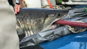 A baby great white shark in BLOODLINE: THE SPAWN OF JAWS | ©2018 Discovery Channel