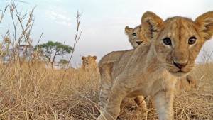 Lion cubs looking to camera in SERENGETI - Season 1 | ©2019 Discovery Channel