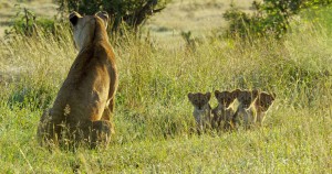 Lioness with her 4 cubs in SERENGETI - Season 1 | ©2019 Discovery Channel
