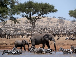 Elephants and zebra herds at waterhole in SERENGETI - Season 1 | ©2019 Discovery Channel