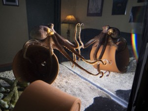 Octopus touches its reflection in glass tank. Anchorage, Alaska from NATURE - OCTOPUS: MAKING CONTACT| ©2019 Passion Planet/Quinton Smith