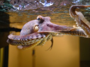 Octopus hanging at water surface reaching towards the camera. Anchorage, Alaska in NATURE - OCTOPUS: MAKING CONTACT ©2019 Passion Planet/Quinton Smith 