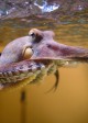 Octopus hanging at water surface reaching towards the camera. Anchorage, Alaska in NATURE - OCTOPUS: MAKING CONTACT ©2019 Passion Planet/Quinton Smith