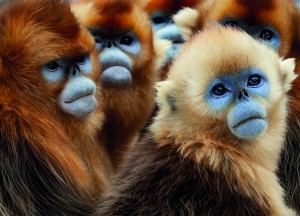 Snub Nosed Snow Monkeys in Shennongjia, China in SEVEN WORLDS, ONE PLANET | ©2019 BBC America