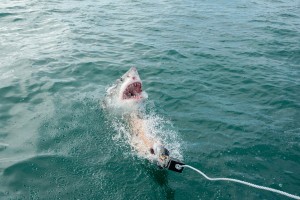 Chumming to attract Great Whites to be photographed as part of the color testing experiments in CAMO SHARKS | ©2022 National Geographic/Fiona Ayerst