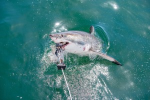 A Great White breaches the water with the bait lure in CAMO SHARKS | ©2022 National Geographic/Fiona Ayerst