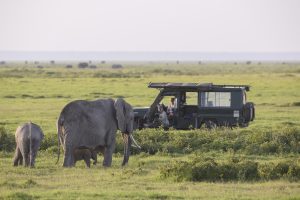 Cinematographer and mentee Erin Ranney films elephants on the RED Gemini and Canon CN20 in QUEENS | ©2024 National Geographic / Oscar Dewhurst