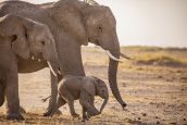 An African elephant calf walks amongst the herd in QUEENS | ©2024 National Geographic / Robbie Harman