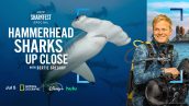 SHARKFEST: HAMMERHEAD SHARKS UP CLOSE WITH BERTIE GREGORY | ©2026 National Geographic