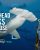 SHARKFEST: HAMMERHEAD SHARKS UP CLOSE WITH BERTIE GREGORY | ©2026 National Geographic