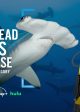 SHARKFEST: HAMMERHEAD SHARKS UP CLOSE WITH BERTIE GREGORY | ©2026 National Geographic