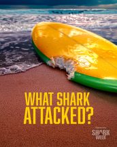 SHARK WEEK: WHAT SHARK ATTACKED | ©2026 Discovery Channel